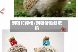 刺猬和疫情/刺猬传染新冠吗