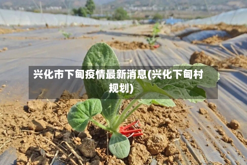 兴化市下甸疫情最新消息(兴化下甸村规划)-第2张图片