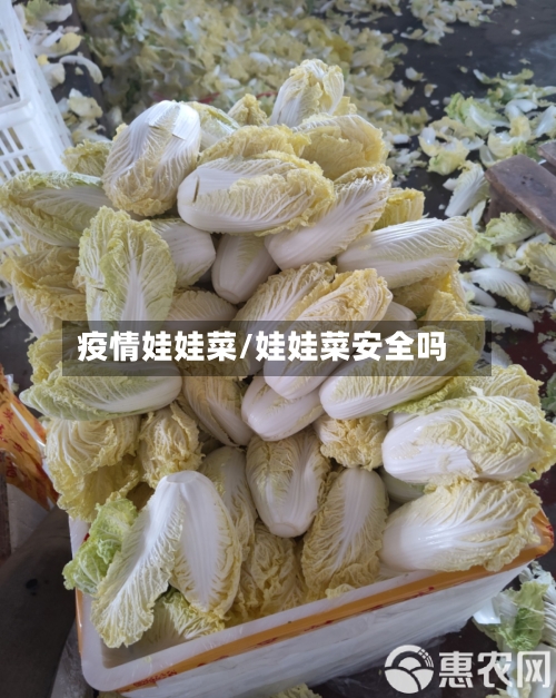 疫情娃娃菜/娃娃菜安全吗-第1张图片
