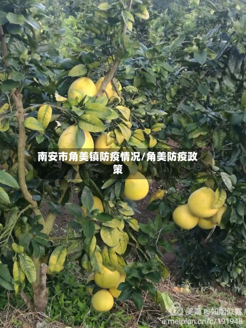南安市角美镇防疫情况/角美防疫政策-第1张图片