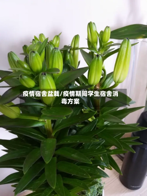 疫情宿舍盆栽/疫情期间学生宿舍消毒方案-第2张图片