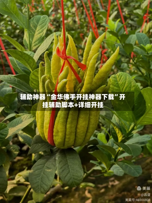 辅助神器“金华佛手开挂神器下载”开挂辅助脚本+详细开挂-第3张图片