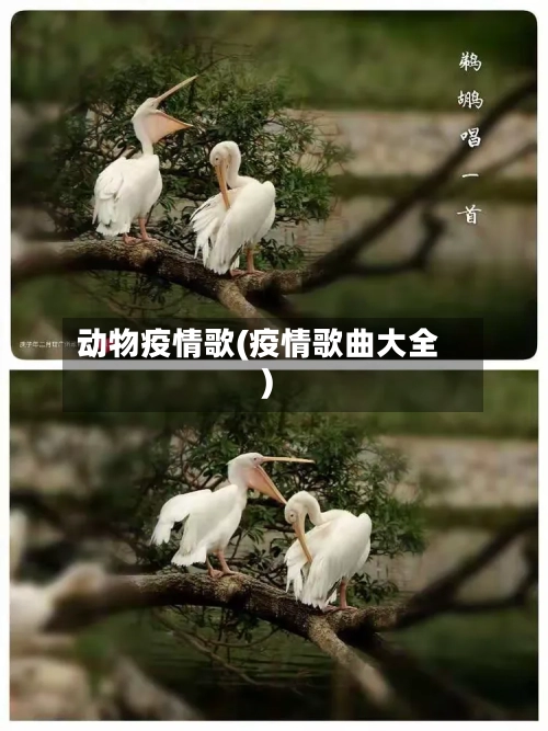 动物疫情歌(疫情歌曲大全)-第2张图片